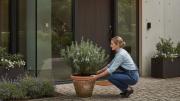 Colocar la planta de romero en la entrada de tu casa: por qué recomiendan hacerlo y para qué sirve