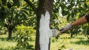Pocos lo saben: qué significa y para qué sirve pintar de blanco el tronco del árbol de palta