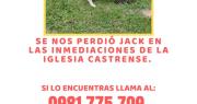 Buscan localizar a perro extraviado en el barrio Santo Domingo de Asunción