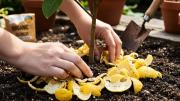 Árbol limonero: por qué recomiendan colocar cáscaras de limón en su tierra y para qué sirve