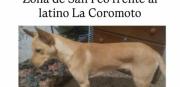 Se extravió Peluso en La Coromoto