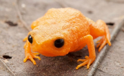 Parece una mandarina, pero es una de las ranas más pequeñas del mundo: el hallazgo que sorprendió a la comunidad científica