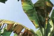 Ecuador confirma presencia del hongo Fusarium R4T y y declara emergencia fitosanitaria en el banano