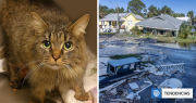Milagro de Navidad: gatito se reúne con su familia a más de un año de desaparecer en el huracán Helene
