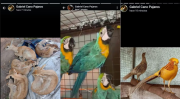 Rescatan más de 200 animales en peligro de extinción vendidos por Facebook en Argentina