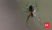 Araña de rincón: claves para prevenir una mordedura y actuar a tiempo