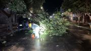 Por el fuerte viento de anoche, hubo caída de árboles en la ciudad: no se registraron heridos