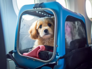 Las mascotas podrán viajar en trenes y micros de larga distancia