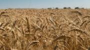 La cosecha récord de trigo no tiene techo: “El rendimiento es el más alto de la historia”
