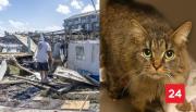 “¡Milagro de Navidad!”: Gatita logró encontrar a su familia tras más de un año de perderse en el huracán Helene
