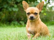 La mayoría de los perros, incluso los chihuahuas, tienen algo de lobo