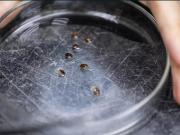 Científicos reclutan chinches como detectives para esclarecer crímenes