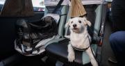 Autorizan a viajar con mascotas en trenes y colectivos de larga distancia bajo reglas estrictas