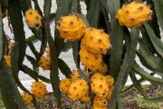 La pitahaya ecuatoriana gana terreno y marca récords de exportación