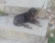 Perrita en situación de abandono ha sido atropellada dos veces en una semana