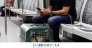 Autorizan a llevar mascotas en micros de larga distancia: el listado de los animales que se pueden trasladar