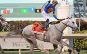 White Abarrio a la expectativa: Este fin de semana el ganador de la Pegasus World Cup podría estar presente en el Mr. Prospector G3 por $150.000