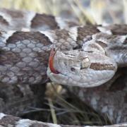 Muerte del camionero en Cutral Co: cómo actúa el veneno de la yarará y por qué las primeras horas son decisivas
