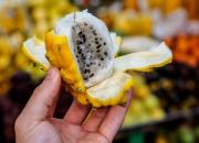 Exportaciones de pitahaya ecuatoriana aumentan en valor y volumen durante 2025