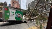 Árbol se desplomó y aplastó furgoneta en Miraflores