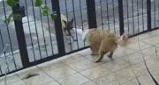 Inesperada travesura: Perrito se volvió viral tras robarle el suéter a otro animal a través de una reja mientras jugaban