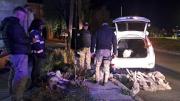 Persiguen auto cargado con 11 corderos de dudosa procedencia
