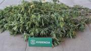 Retiran árbol de Navidad de marihuana en San Bernardo: estaba adornado con luces navideñas en plena vía pública