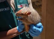 ¡Cábalas que llevan a la cárcel! Serfor advierte multas millonarias por usar animales silvestres