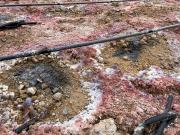 El oro récord reactivó proyectos en Argentina y el Gobierno aprobó otro RIGI para una inversión de US$ 665 millones