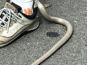 Jugaba a la búsqueda del tesoro y se le enganchó una serpiente venenosa en la zapatilla: Completamente atascada