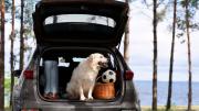 Viajar con mascotas: requisitos, transporte y cuidados esenciales antes de salir a la ruta