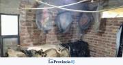 Desbaratan una red de faena clandestina: incautaron 3 toneladas de carne