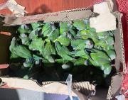 Rescatan a 107 aves silvestres que fueron trasladas desde Tarija a Santa Cruz