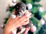 Rescatistas llaman a evitar adopciones impulsivas de mascotas esta Noche Buena