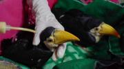Rescatan aves silvestres que fueron trasladas desde Tarija