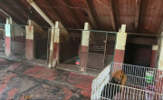 Así fue el rescate de más de 20 perros de un criadero ilegal de Saavedra