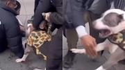 Imágenes sensibles: el video del ataque de un pitbull a una nena en las calles de Nueva York