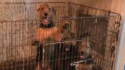 Rescataron 23 perros de un criadero ilegal en Saavedra: algunos estaban agonizando