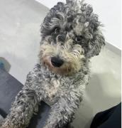 Se busca a Copito: el cachorrito se perdió por la Urbanizacion Las Lomas