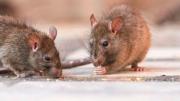 Alarma en Salta por un brote de hantavirus: 12 casos confirmados y cinco fallecidos