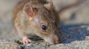 Alerta por hantavirus en Salta: son 12 las personas infectadas y hay cinco fallecidos