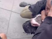 El video del brutal ataque de un pitbull a un bebé: Tiene un agujero en la pierna