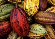 Venezuela exportó 200 toneladas de cacao a Rusia