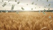 ¿Por qué la cosecha récord de trigo no aumenta el ingreso de dólares?