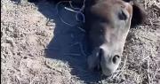 Denuncian un nuevo caso de maltrato animal en 25 de Mayo: hallaron un caballo mutilado