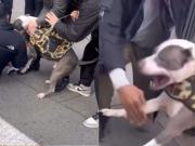 Un pitbull atacó a un nene en plena calle de Nueva York