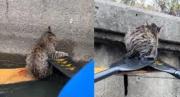 Héroes sin capa: Gatito estaba a punto de ahogarse en un río de China y así fue rescatado por unos deportistas en remo