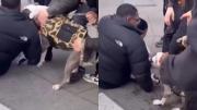 El impactante video del ataque de un pitbull a un niño en plena calle de Nueva York