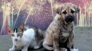Consejos para proteger a las mascotas de la pirotecnia en Nochebuena y Navidad