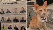VIDEO: El gato rescatado que se convirtió en “gerente de apoyo emocional”